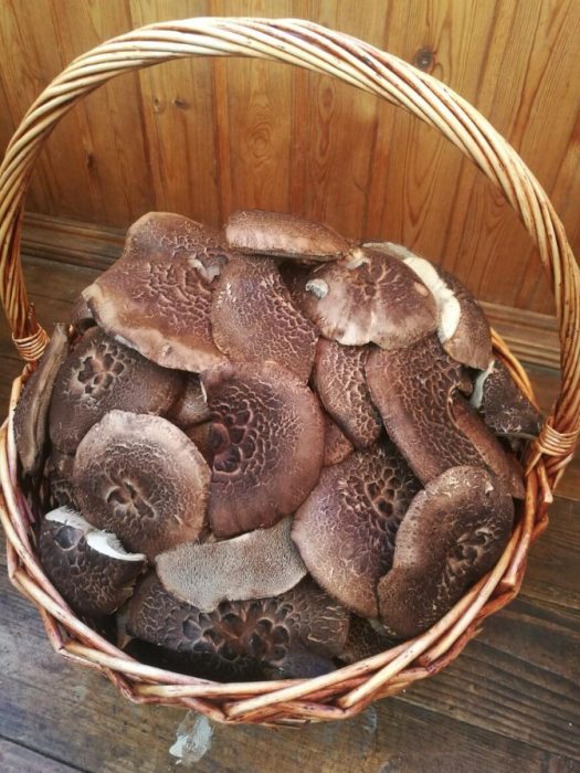 Пъстри гъби таралеж в кошница