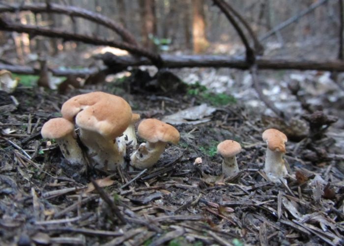 Червени и жълти гъби таралеж в гората