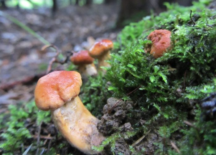 Херициум руфоса