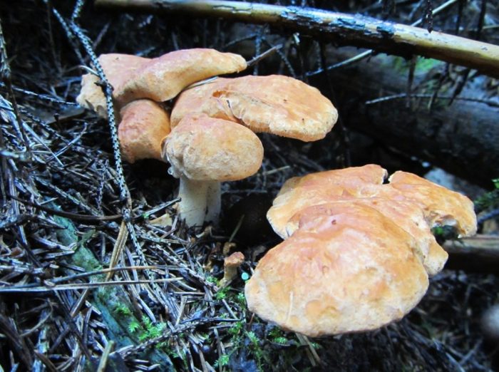 Семейство гъби таралеж