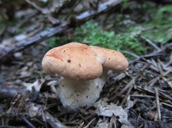 Червено-жълта гъба таралеж