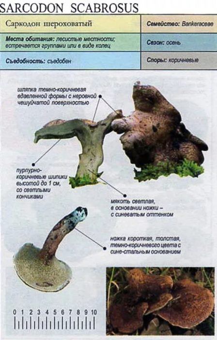 Описание на грубия херициум