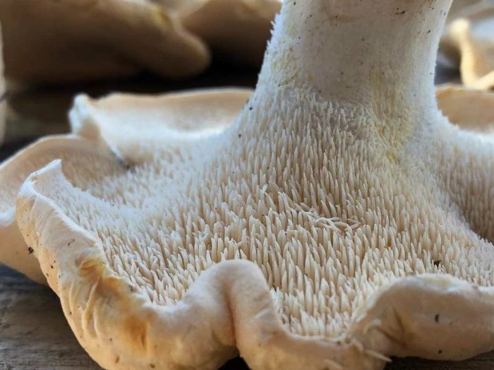 Обърната гъба