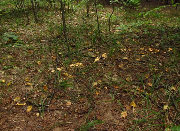 Гора с жълти гъби таралеж