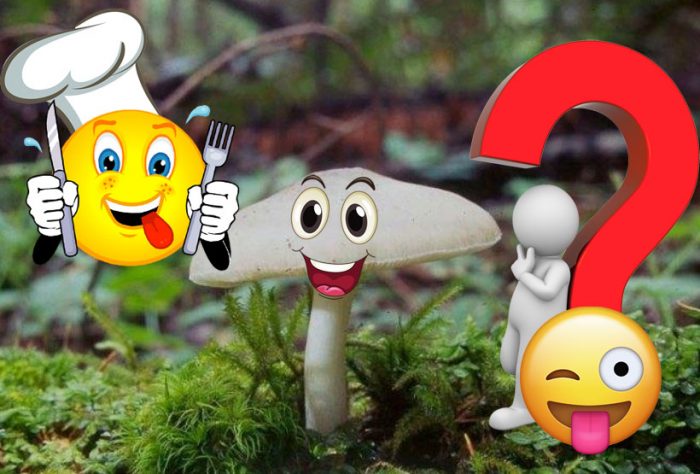 Въпросът за ядливостта на Плутей