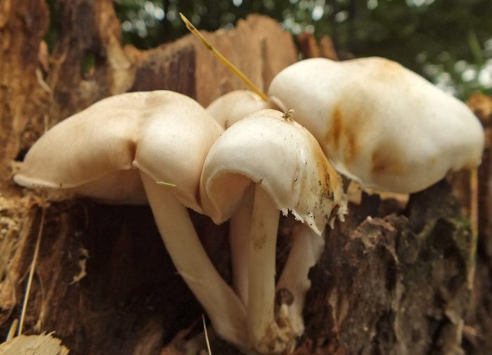 Бели плутеи върху дърво