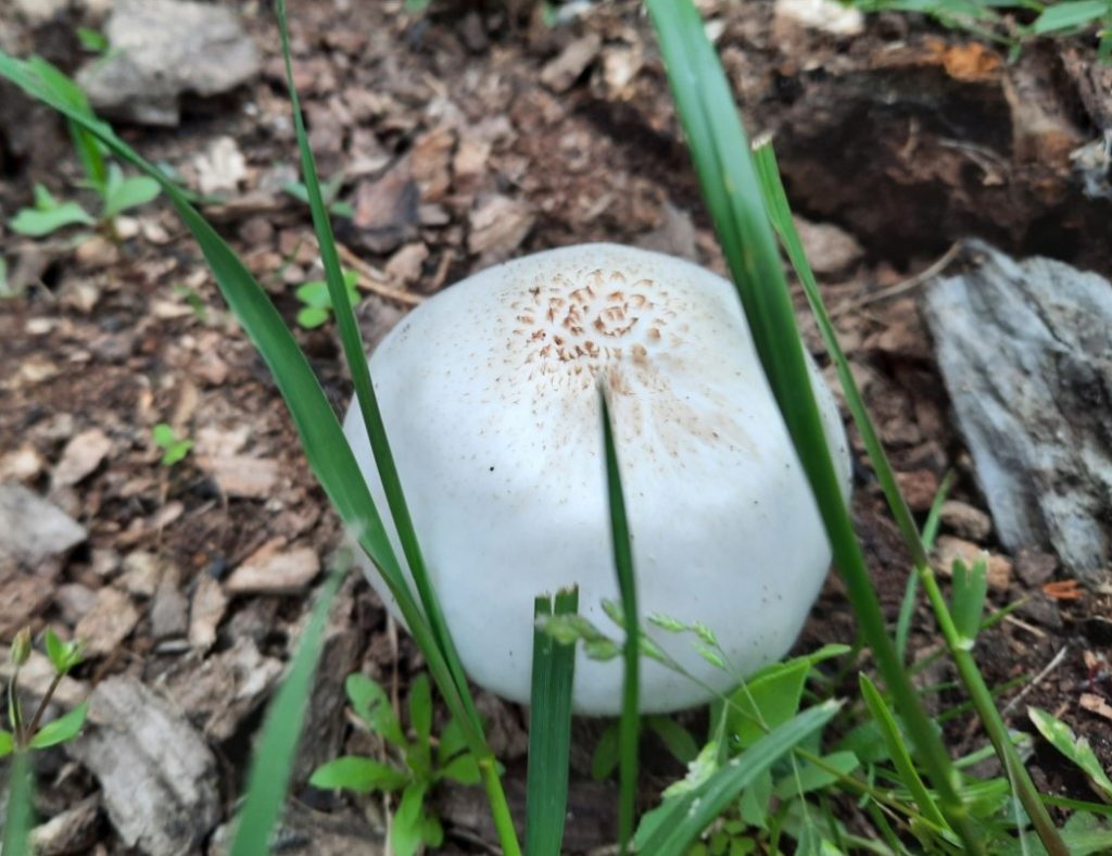 Шапка на Плутеус албус