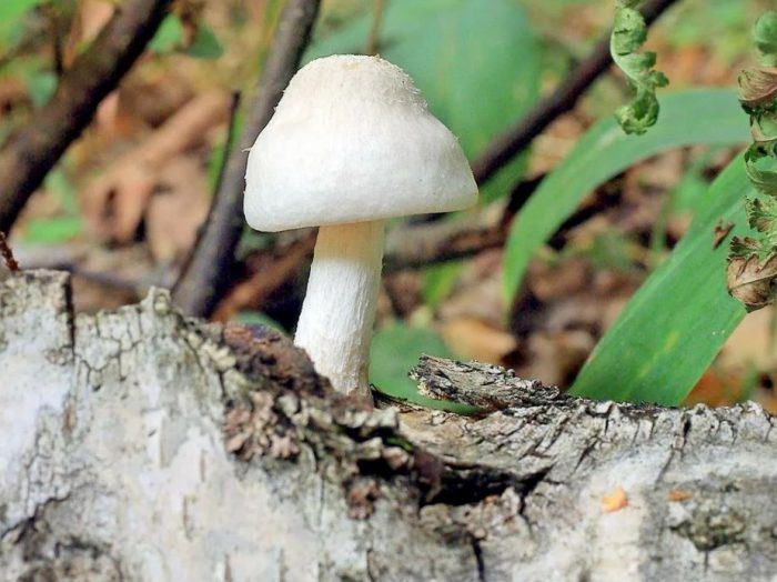 Бял плутей върху дърво