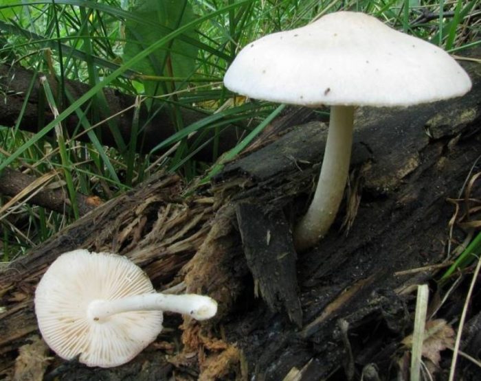 Бели гъби плутей в гората