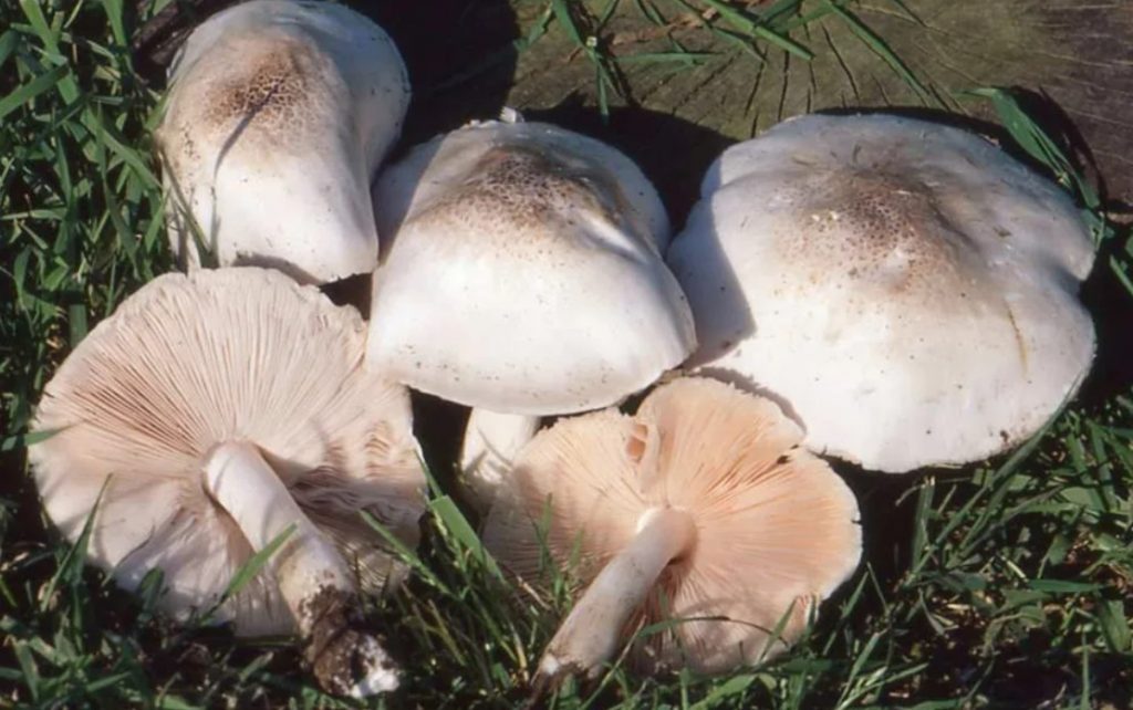 Семейство Белият Плутей