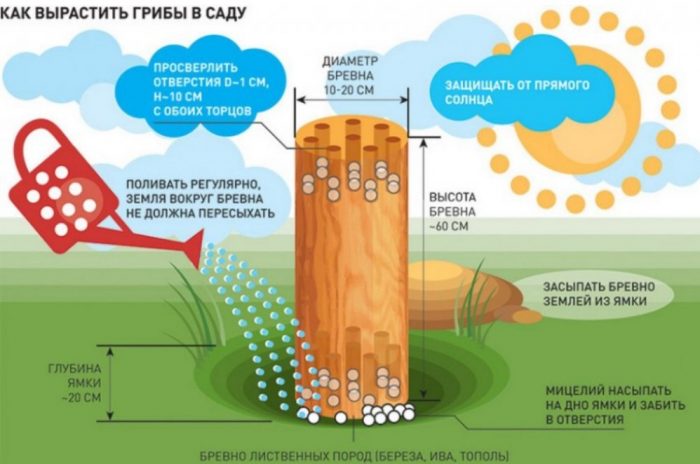 Растеж на дърво