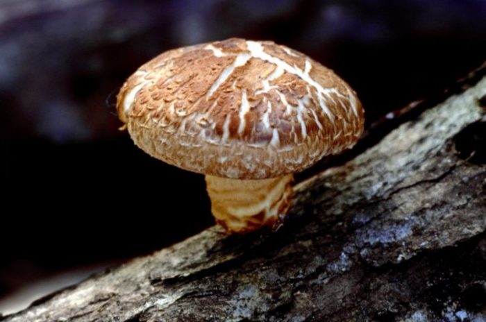 Гъба, подобна на печурка