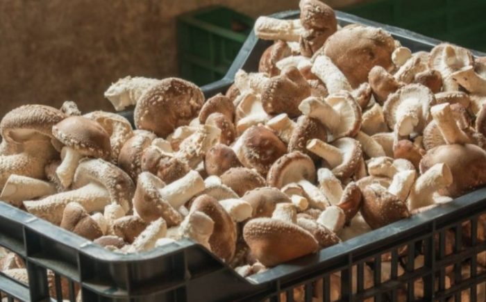 Реколта от гъби шийтаке