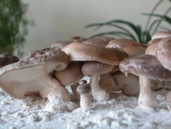 Гъби шийтаке у дома