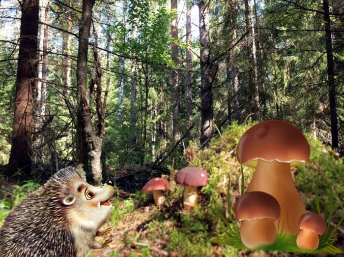 Бяла борова гъба