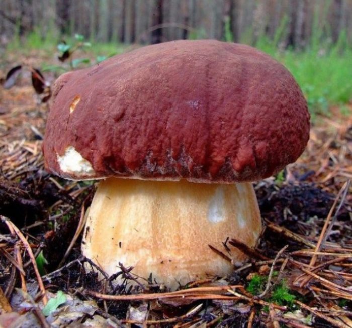 борови манатарки