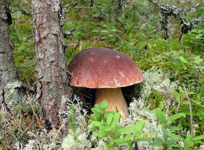 Бяла борова гъба