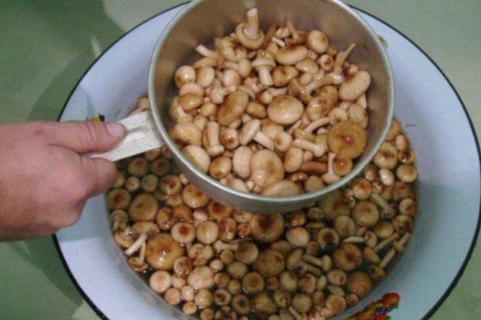 Медени гъби в гевгир