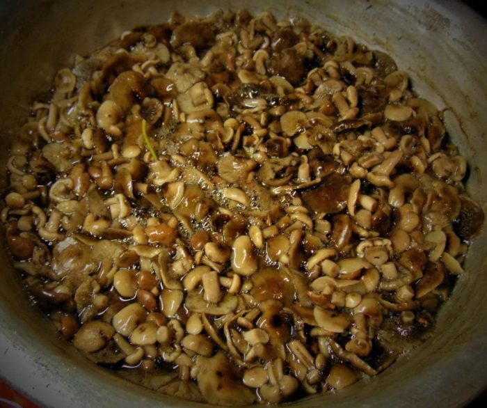 Медоносни гъби