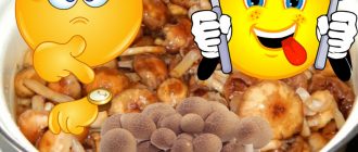 Как да готвим медени гъби