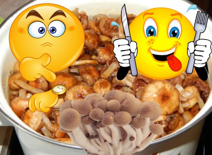 Как да готвим медени гъби