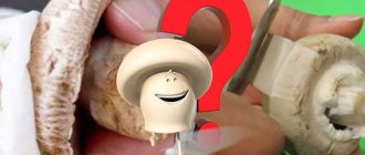 Трябва ли да почистите шампиньоните?