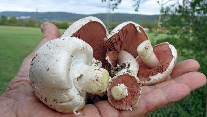 Двуспорови печурки