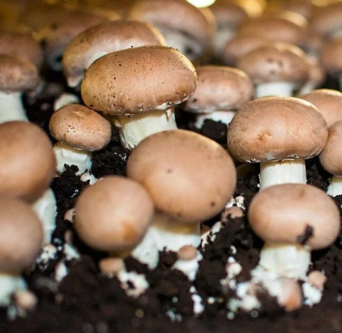Шампиньони върху субстрат