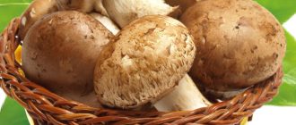 Царска гъба