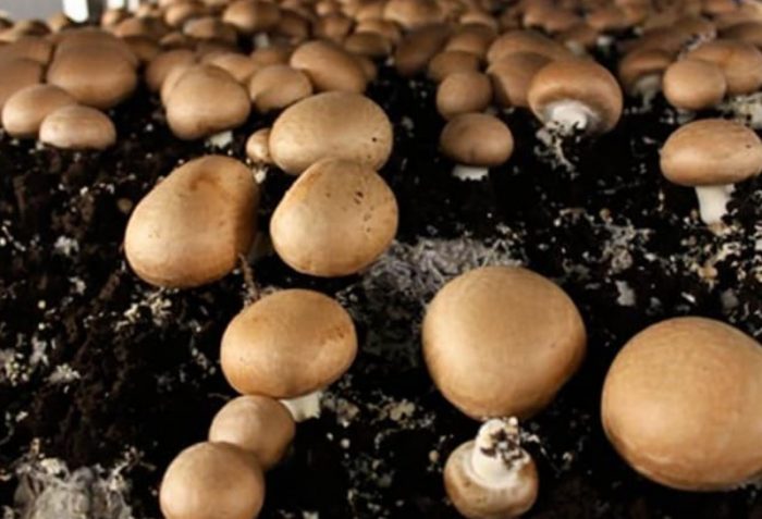 Отглеждане на царски гъби