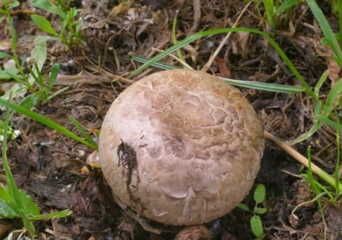 Шампиньон в гората