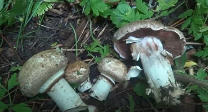 Набрани диви гъби