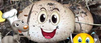 Ядливи горски гъби