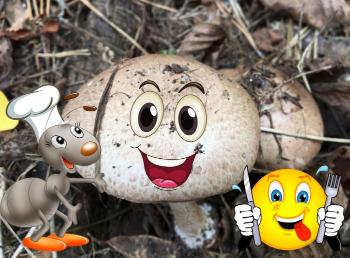 Ядливи горски гъби