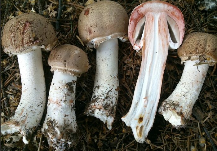 Набрани диви гъби