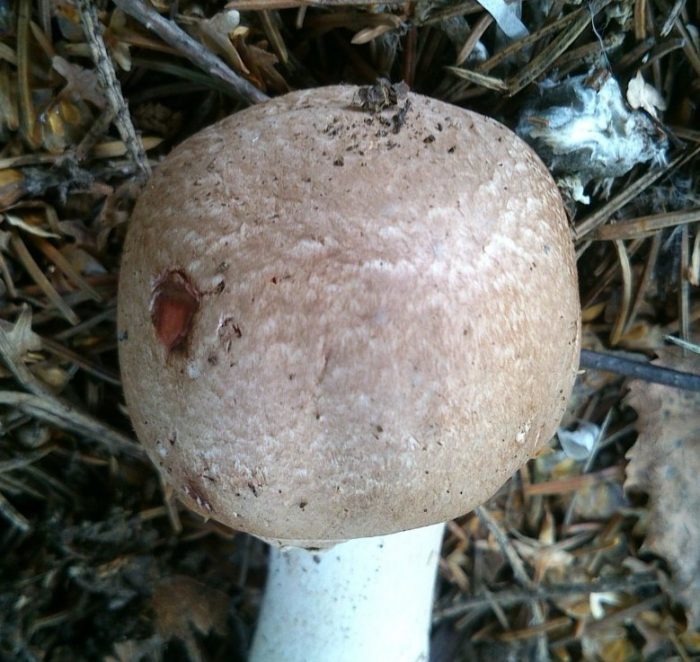 Горски печурки