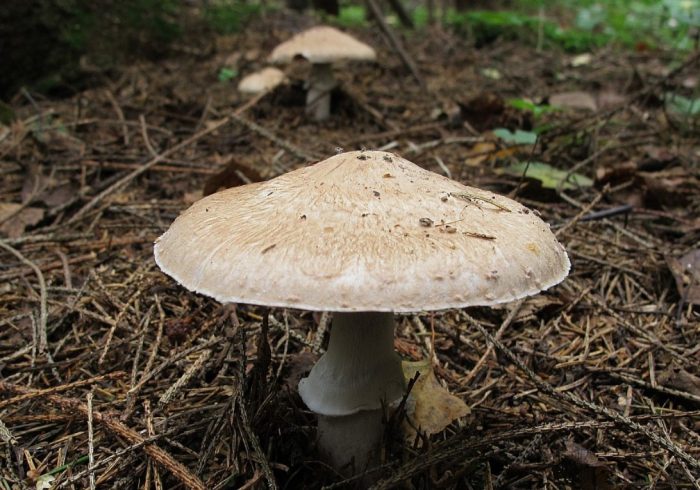 Горски печурки