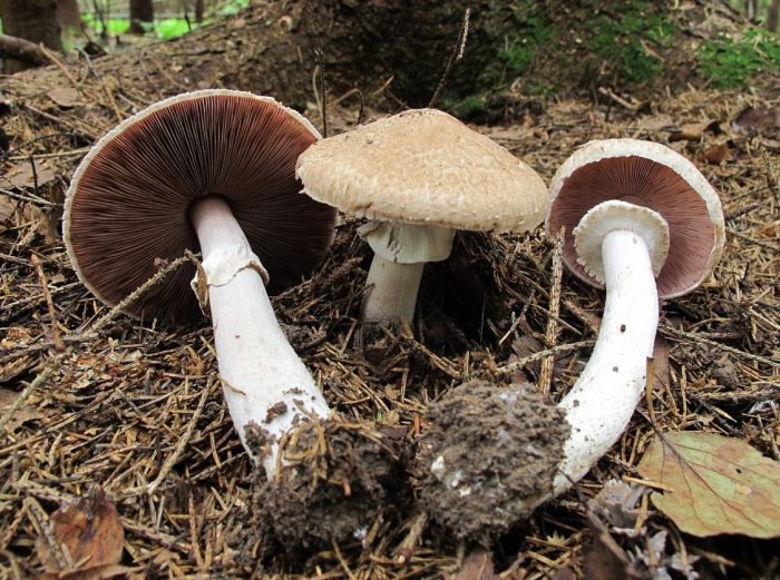 Диви печурки в гората