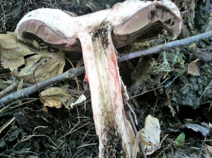 Горски печурка в напречно сечение