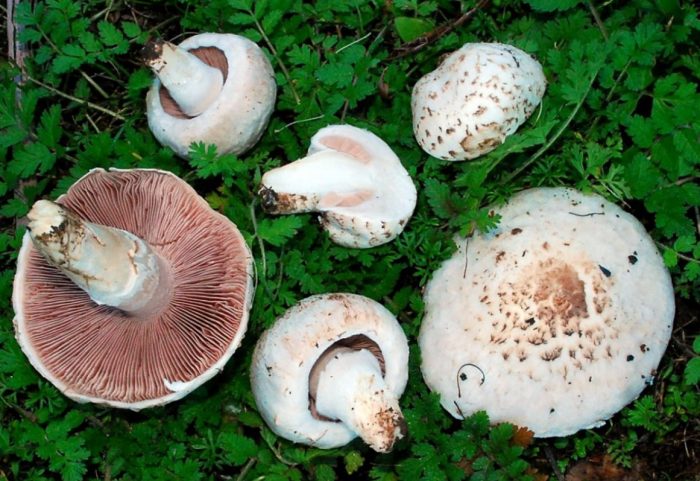 Семейството на истинските шампиньони