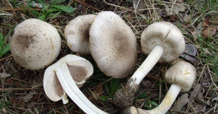 Семейството пъстри шампиньони