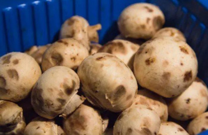 Изтекли печурки