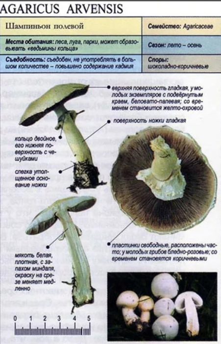 Описание на полската гъба