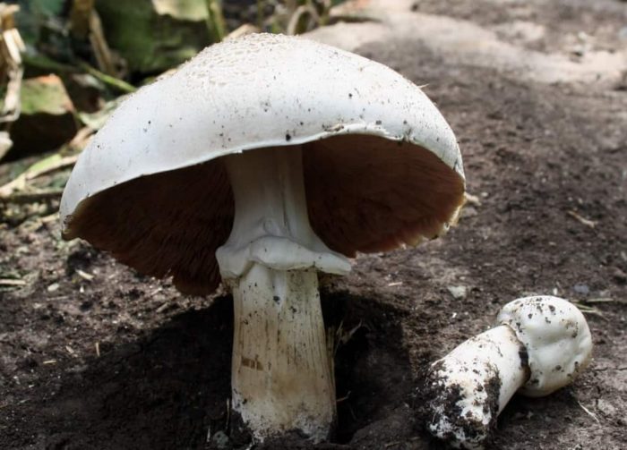 Полски печурки