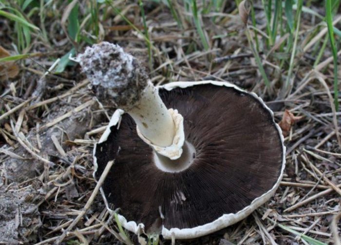 Стъбло на полска гъба