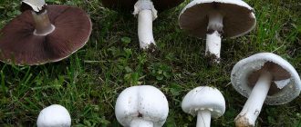 полски печурки