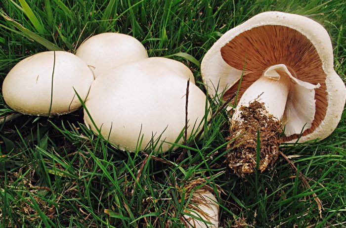 Млади и стари полски печурки