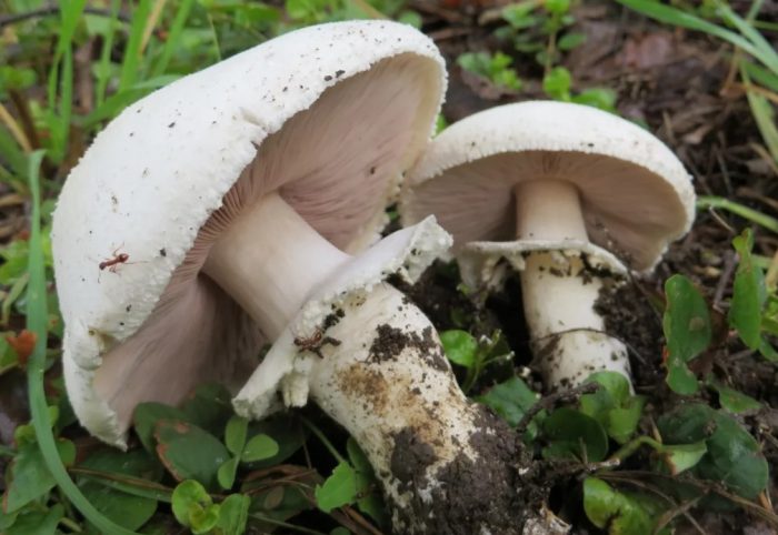 Полата на полската гъба