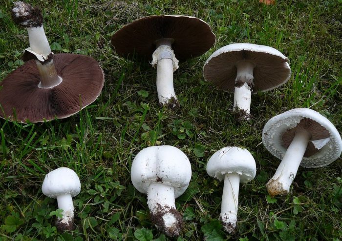 полски печурки