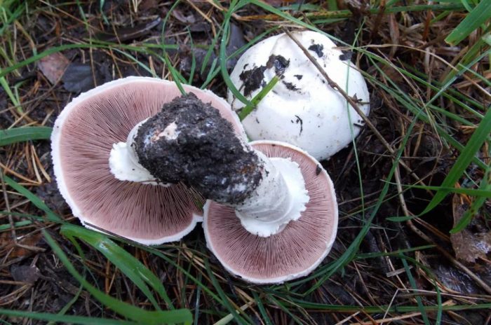 Гърбът на шапките на полските гъби